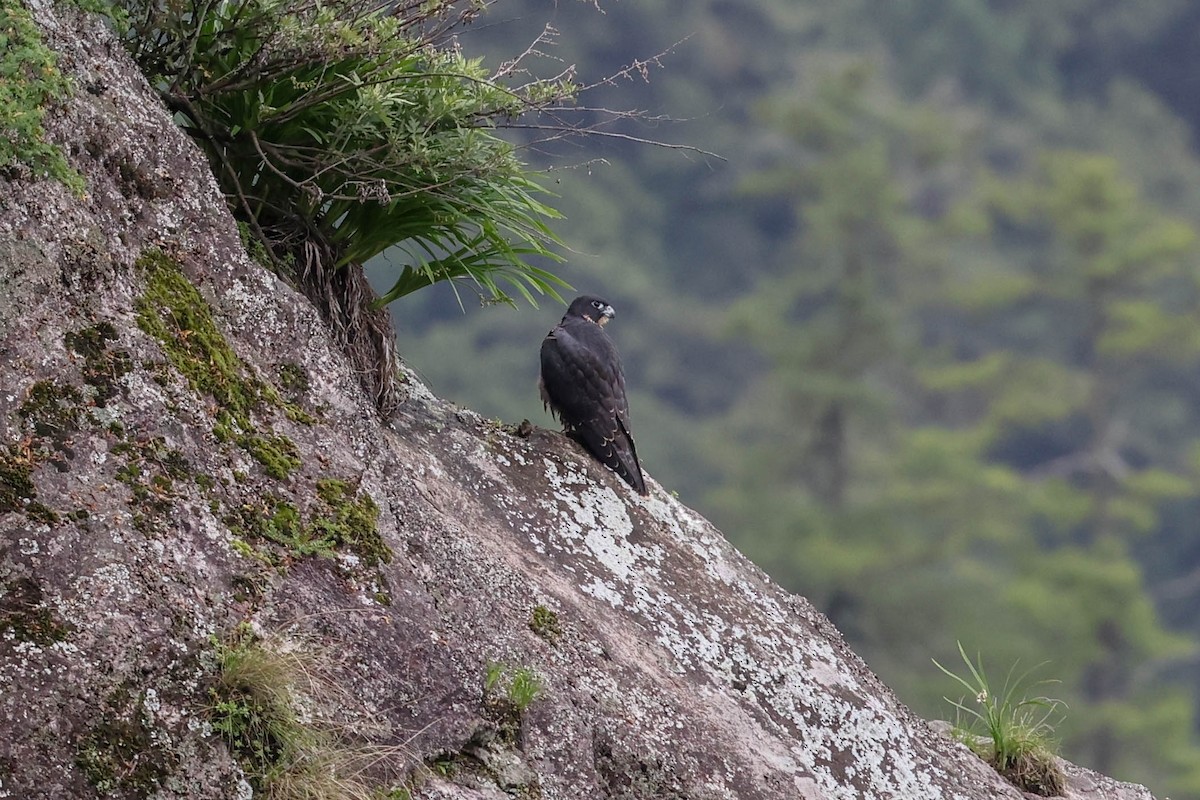 Peregrine Falcon - Allison Miller