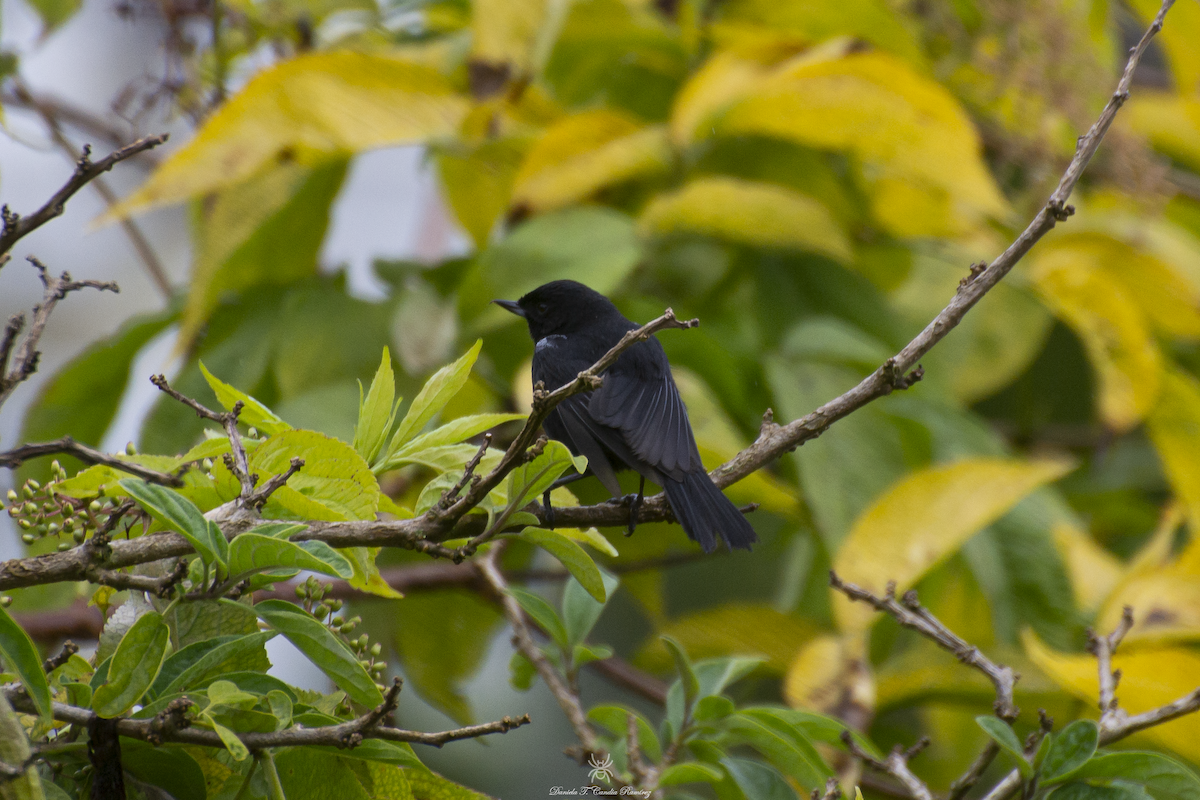 Black Flowerpiercer - ML620824666