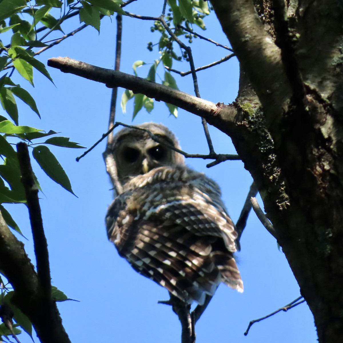 Barred Owl - ML620824671