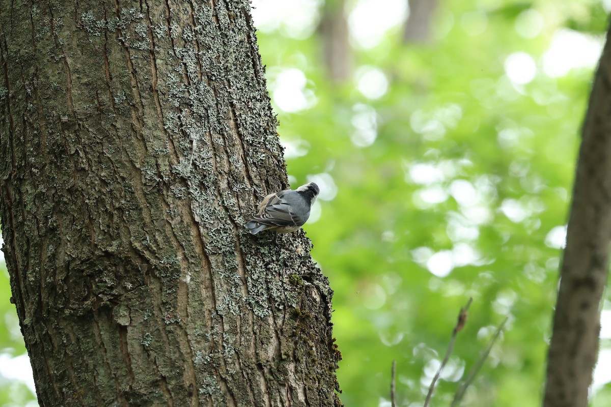 White-breasted Nuthatch - Marie Provost