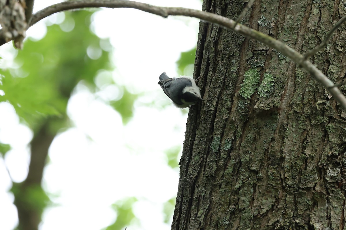 White-breasted Nuthatch - ML620824675