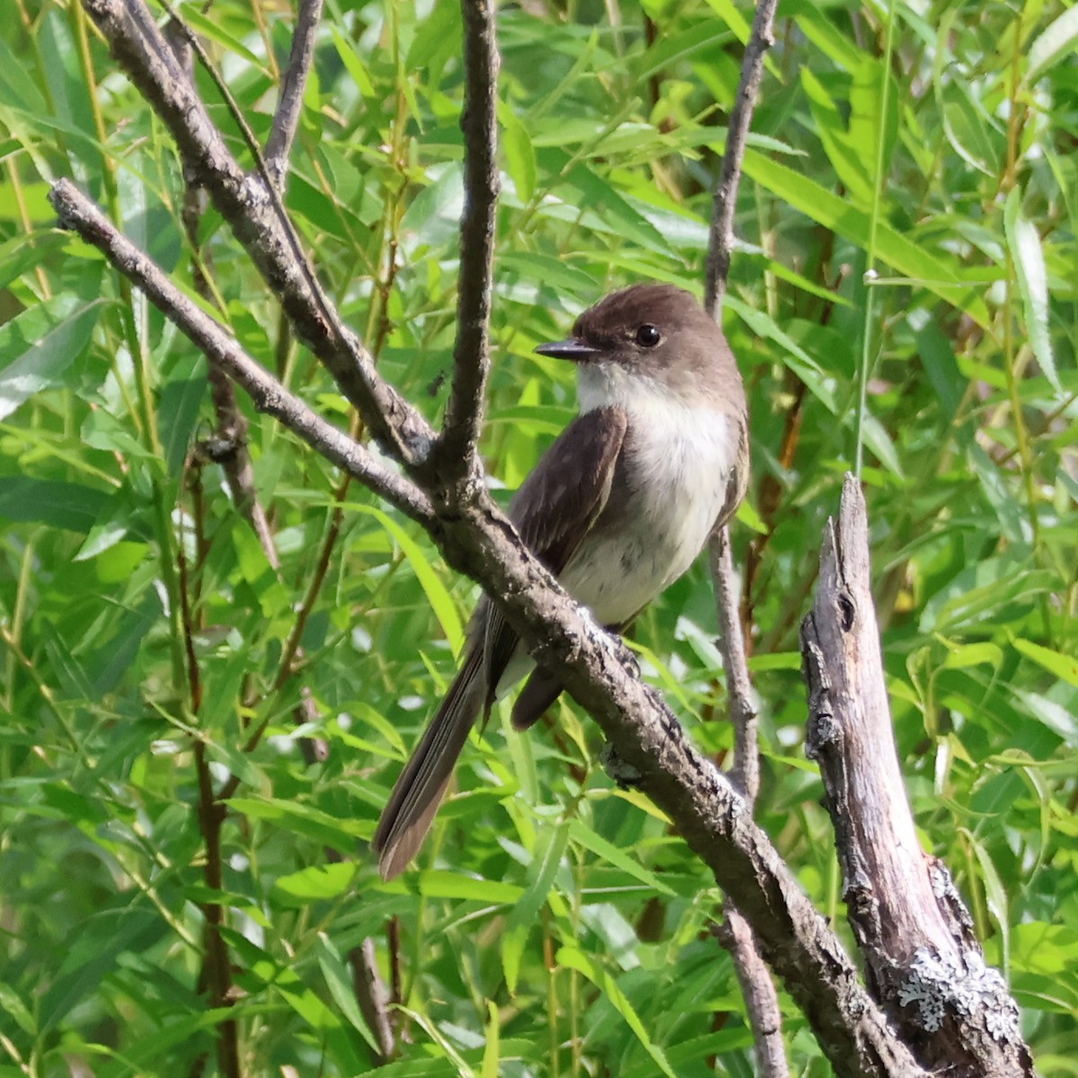 Eastern Phoebe - ML620824679