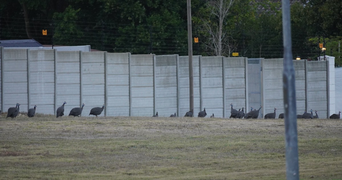 Helmeted Guineafowl - ML620824685