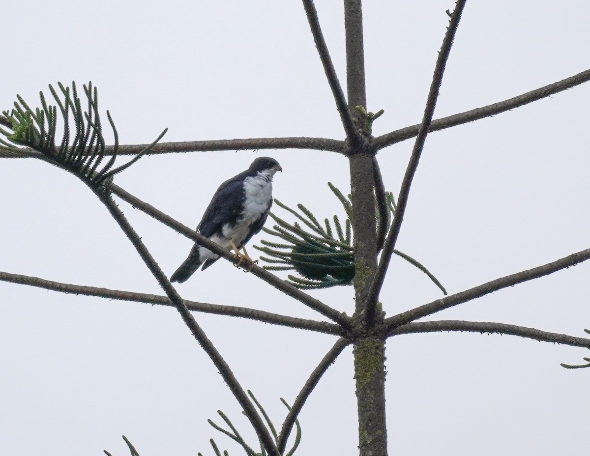 Black Goshawk - ML620824691