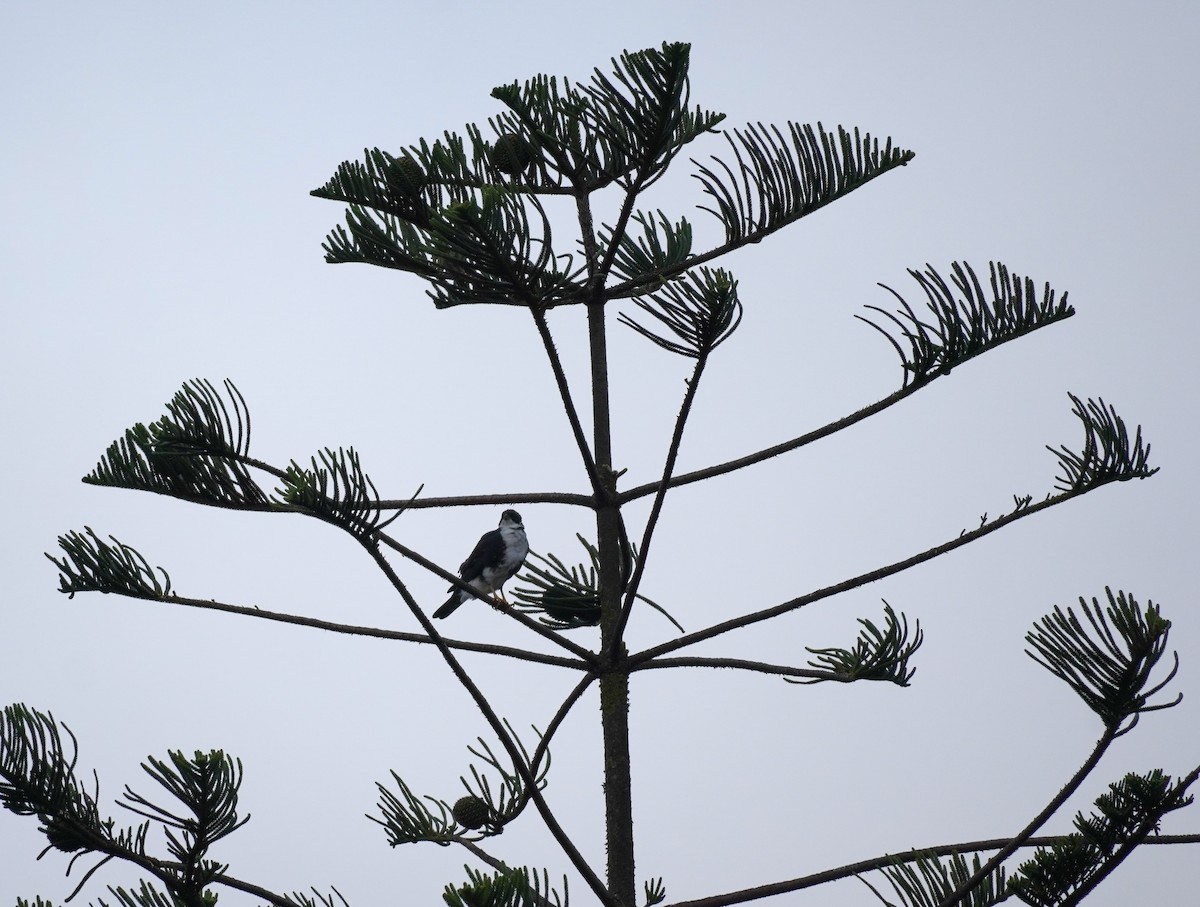 Black Goshawk - ML620824692