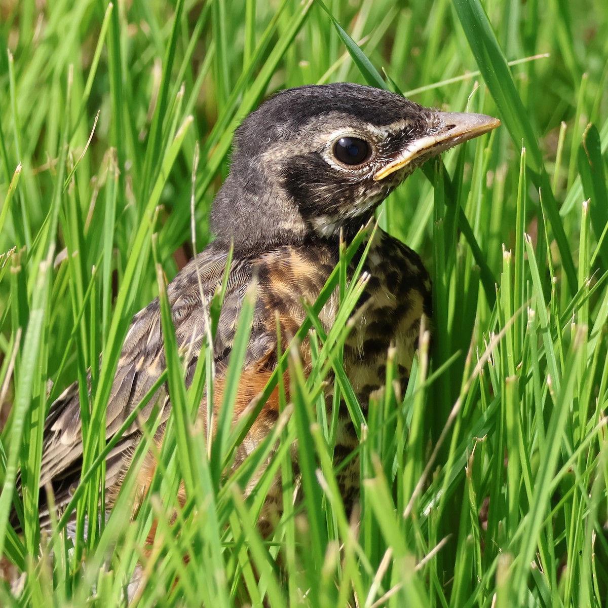 American Robin - ML620824694