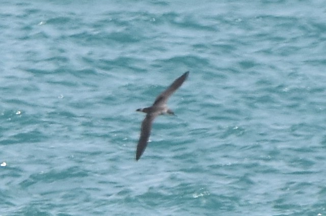 Great Shearwater - ML620824695