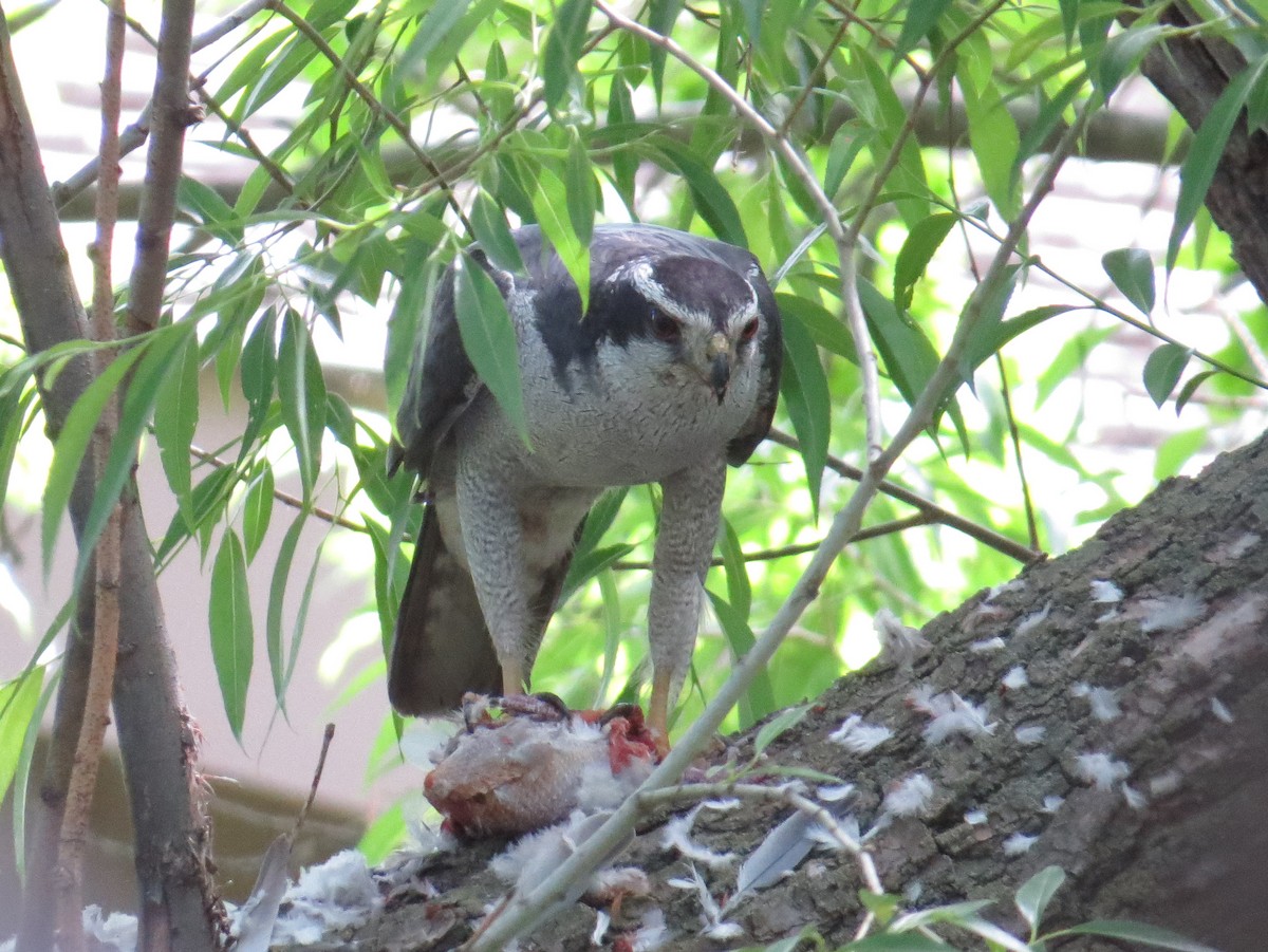 American Goshawk - ML620824699