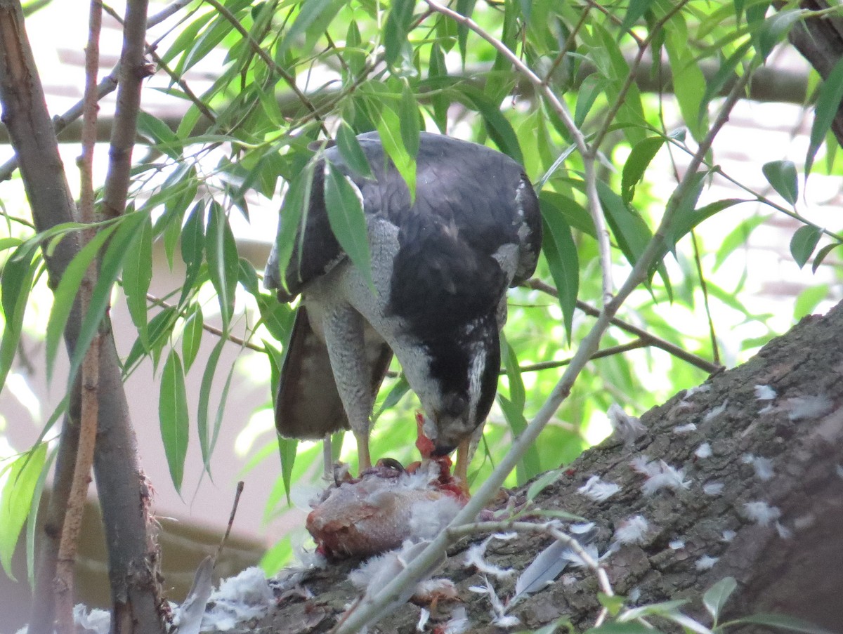 American Goshawk - ML620824700