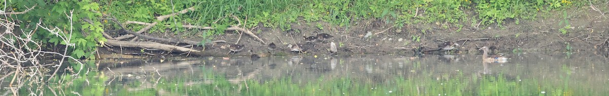 Wood Duck - ML620824701