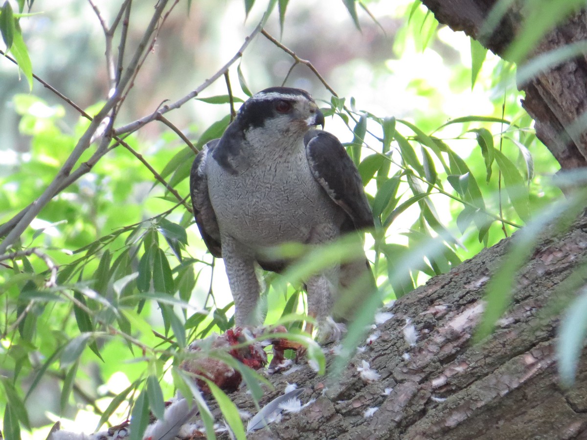 American Goshawk - ML620824702