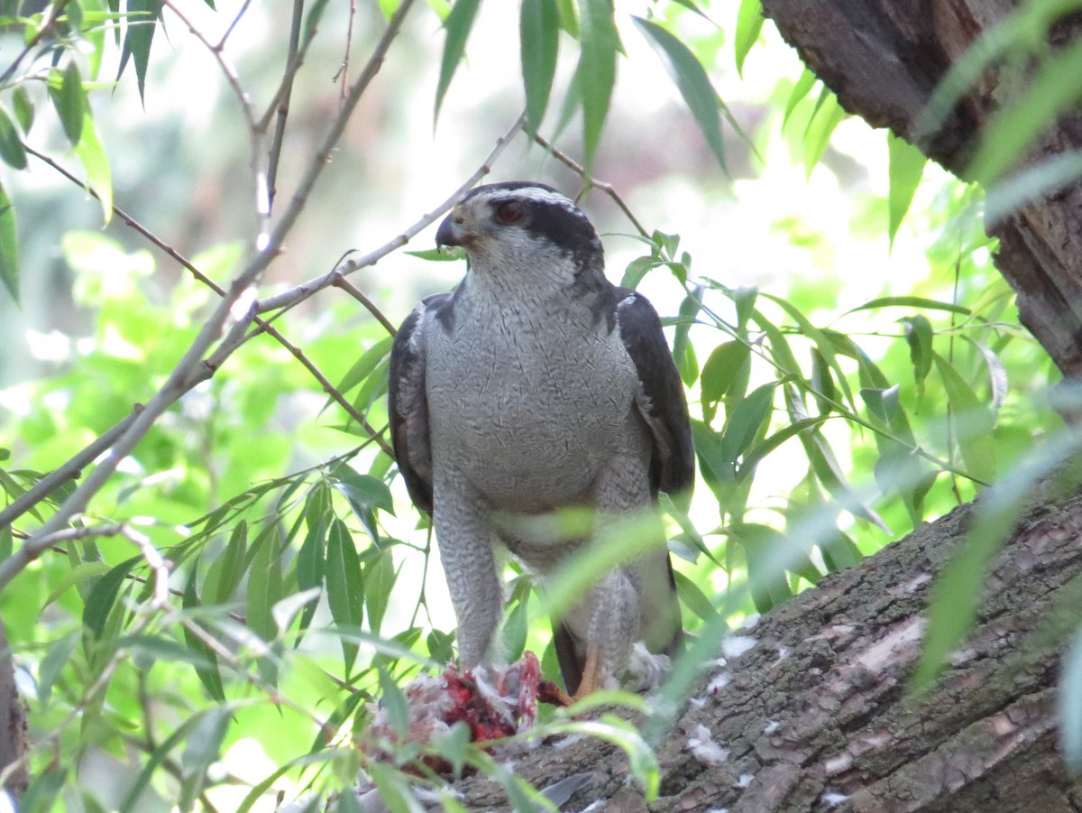 American Goshawk - Tom Rohrer