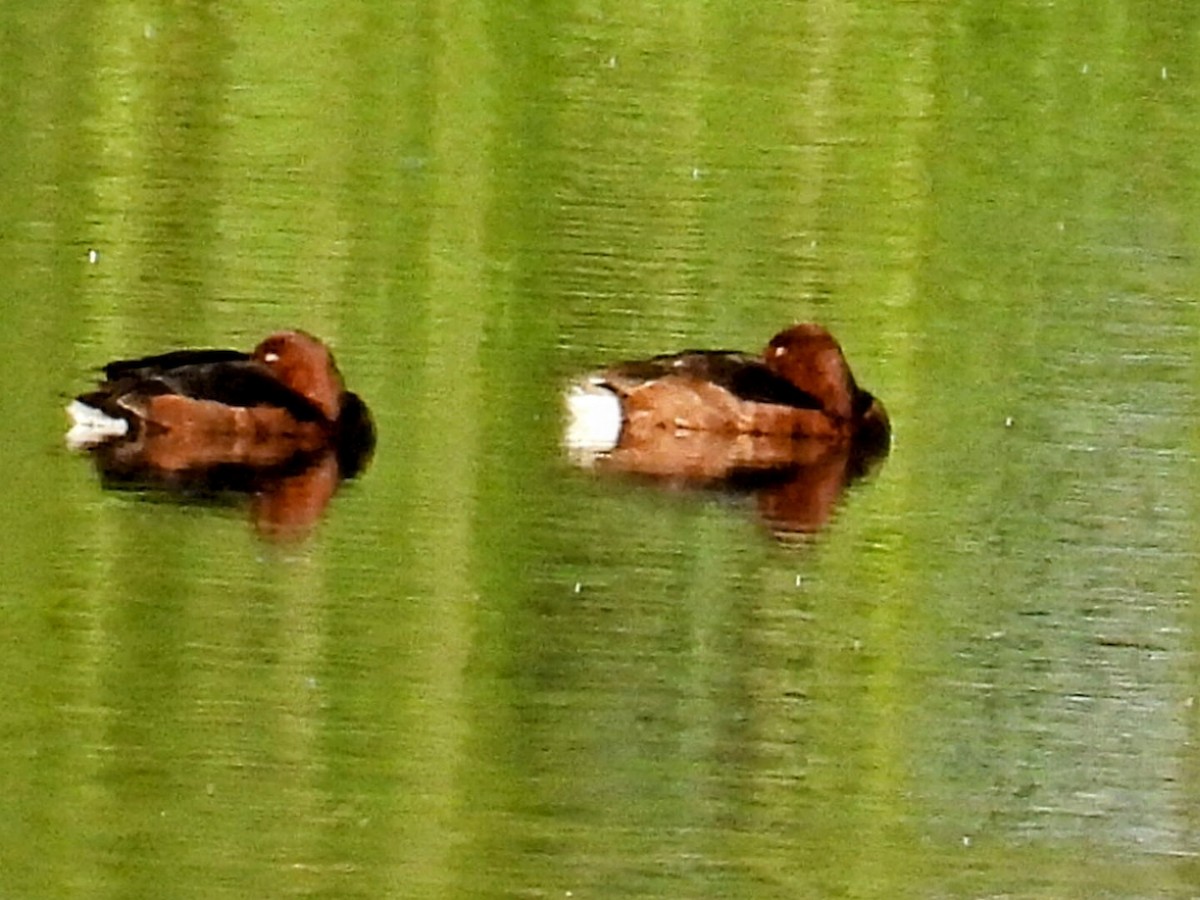 Ferruginous Duck - ML620824706