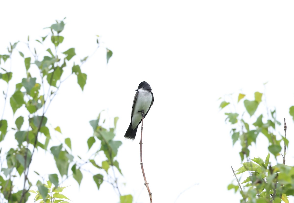 Eastern Kingbird - ML620824708