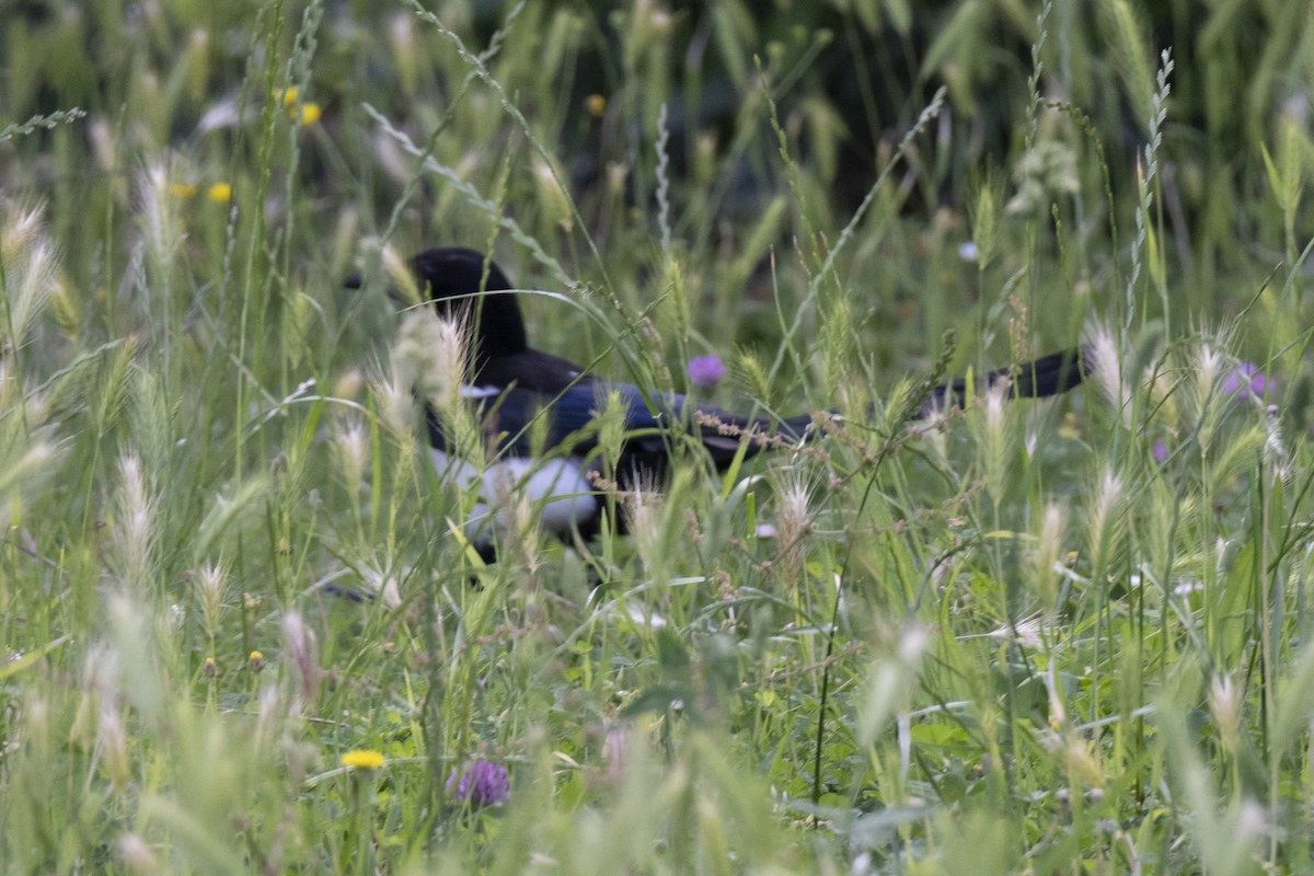 Eurasian Magpie - ML620824709