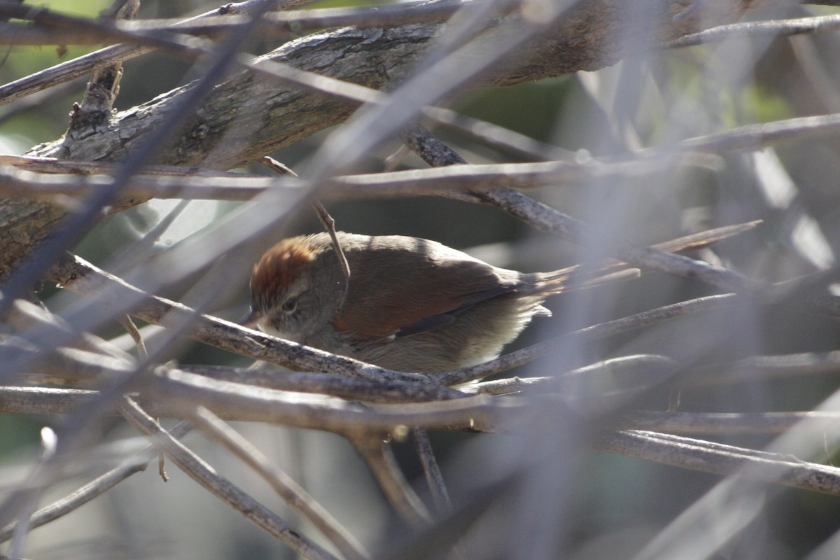 Sooty-fronted Spinetail - ML620824711