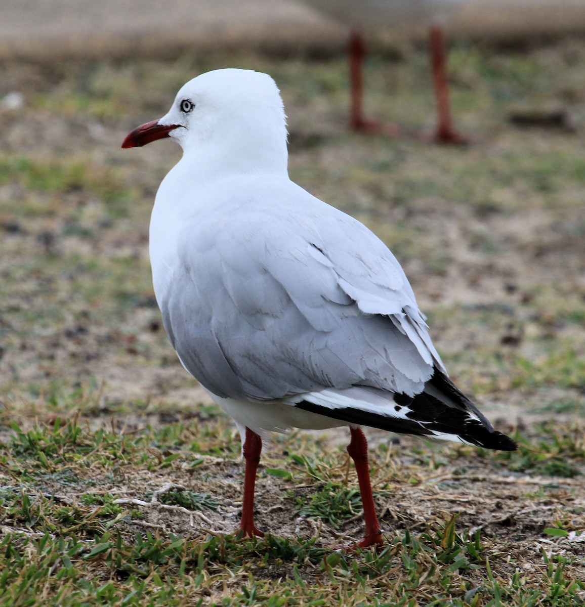 Silver Gull - ML620824713