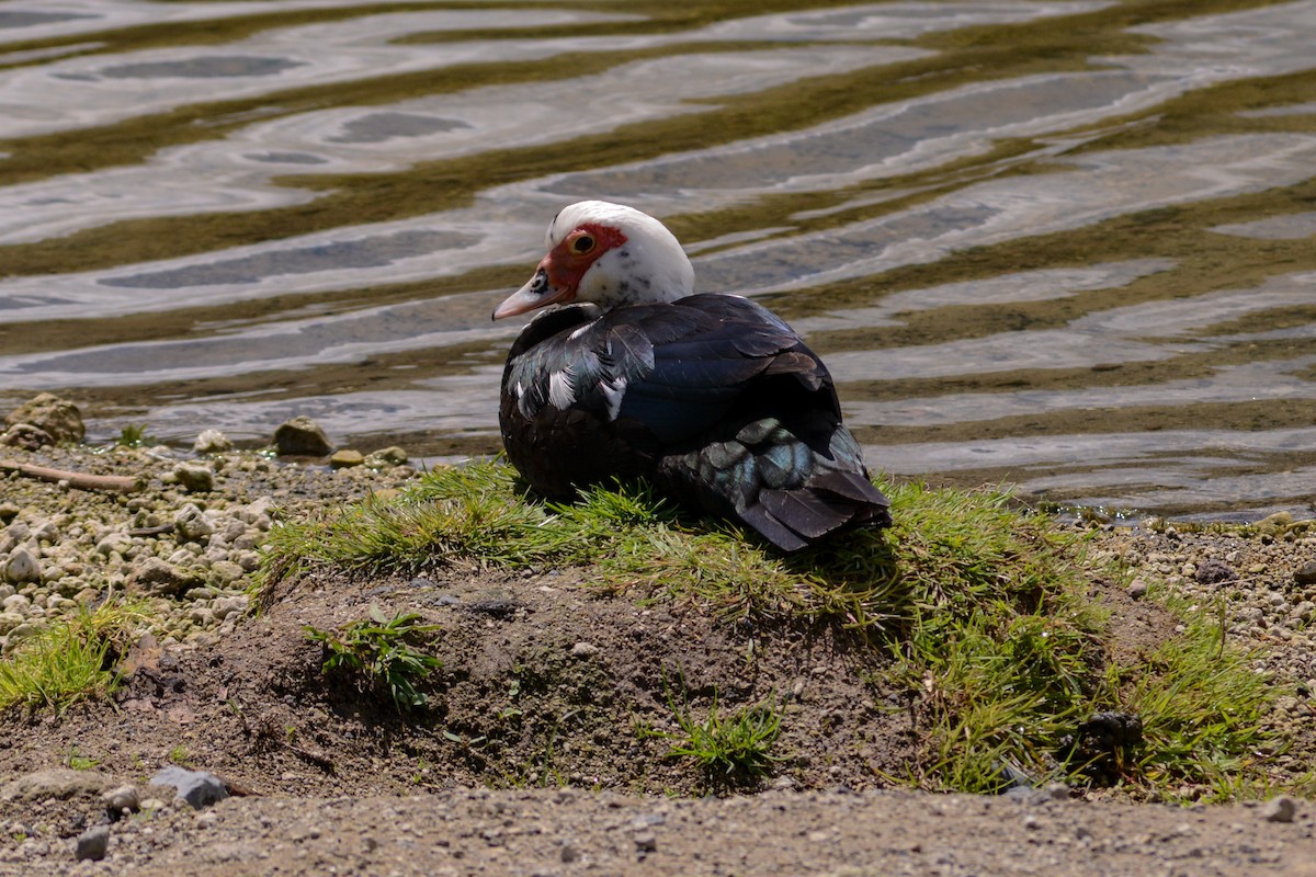 Muscovy Duck (Domestic type) - ML620824717