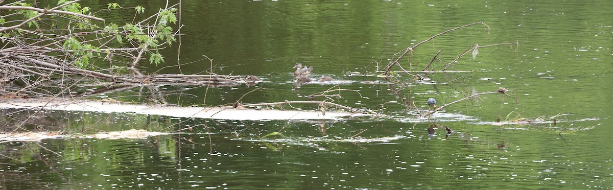 Wood Duck - ML620824719