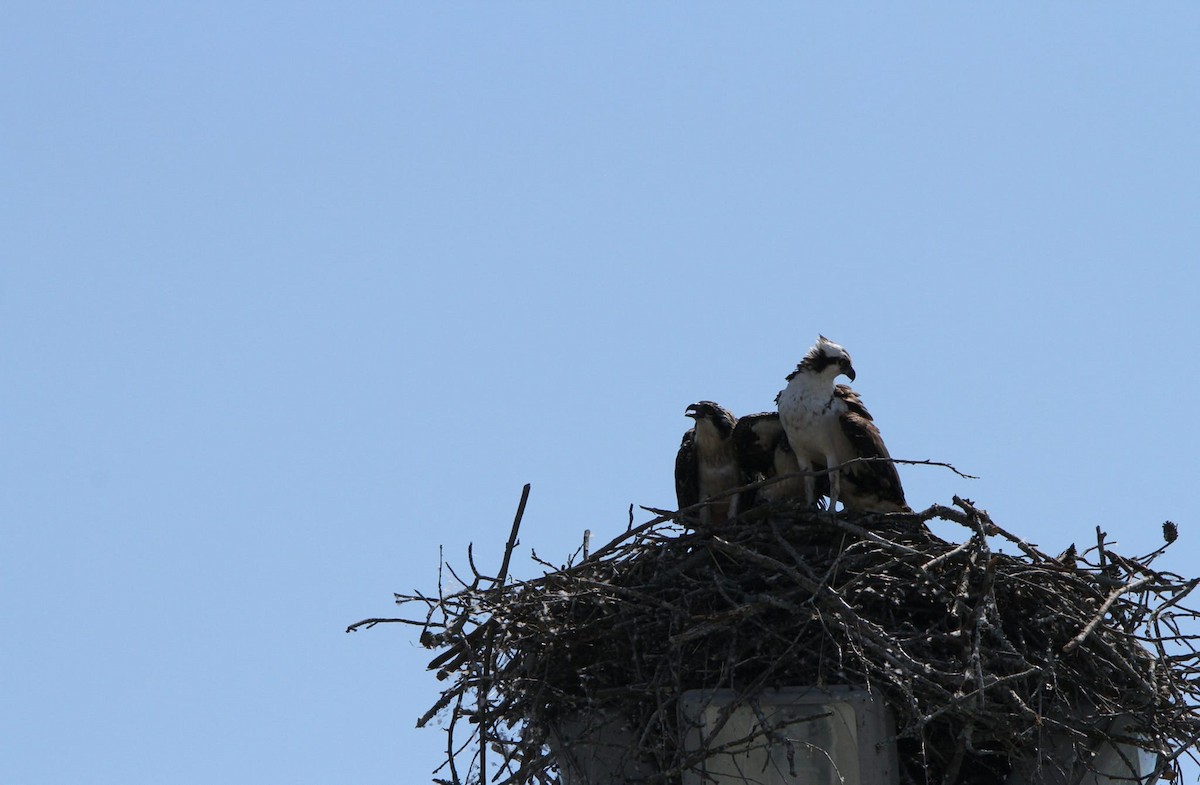 Osprey - ML620824722