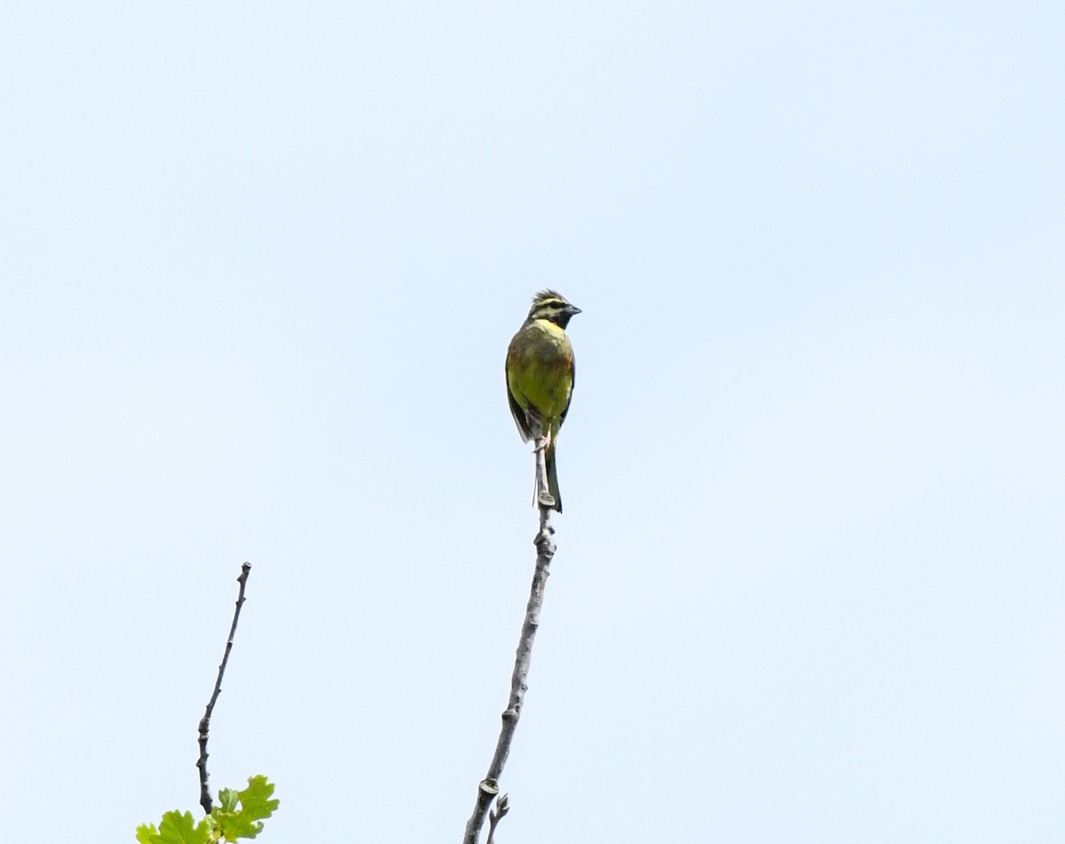 Cirl Bunting - ML620824723