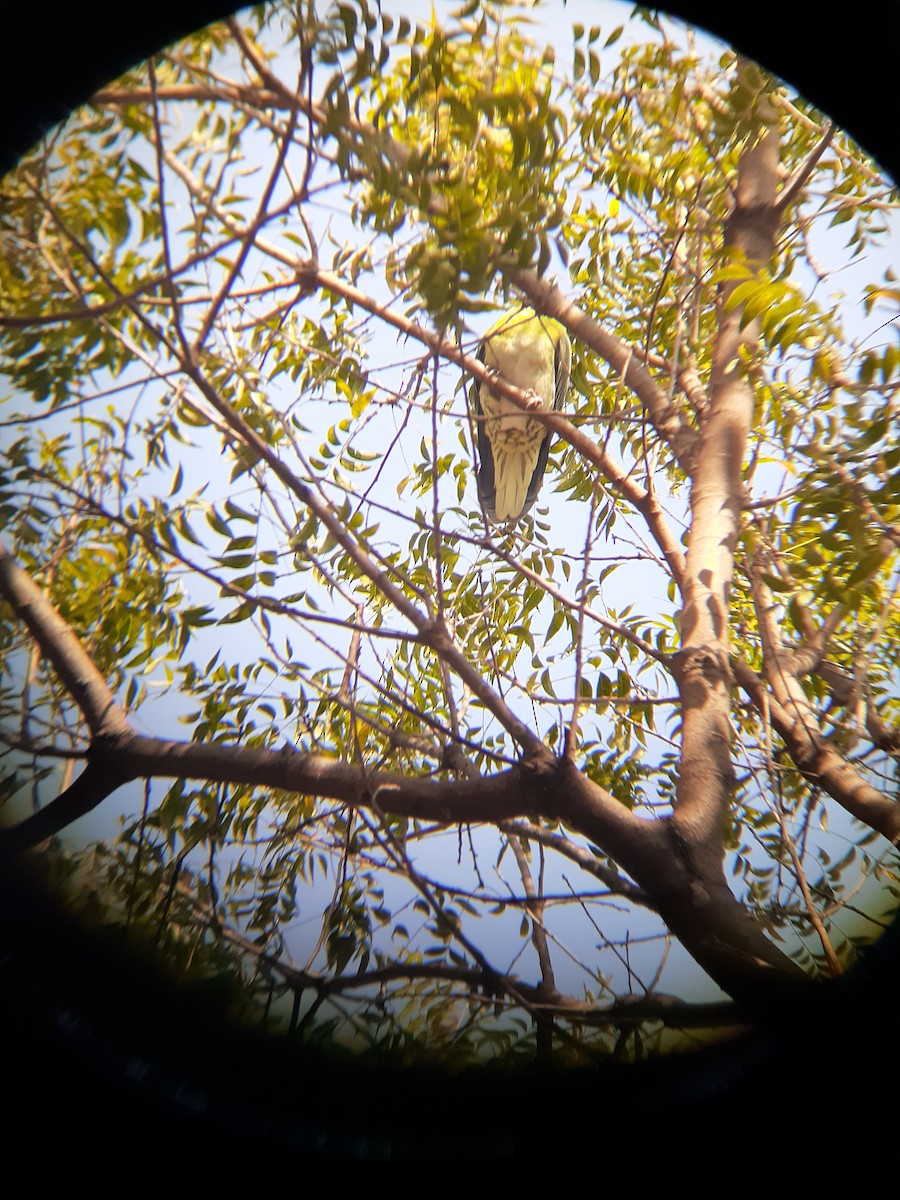 White-bellied Green-Pigeon - ML620824724