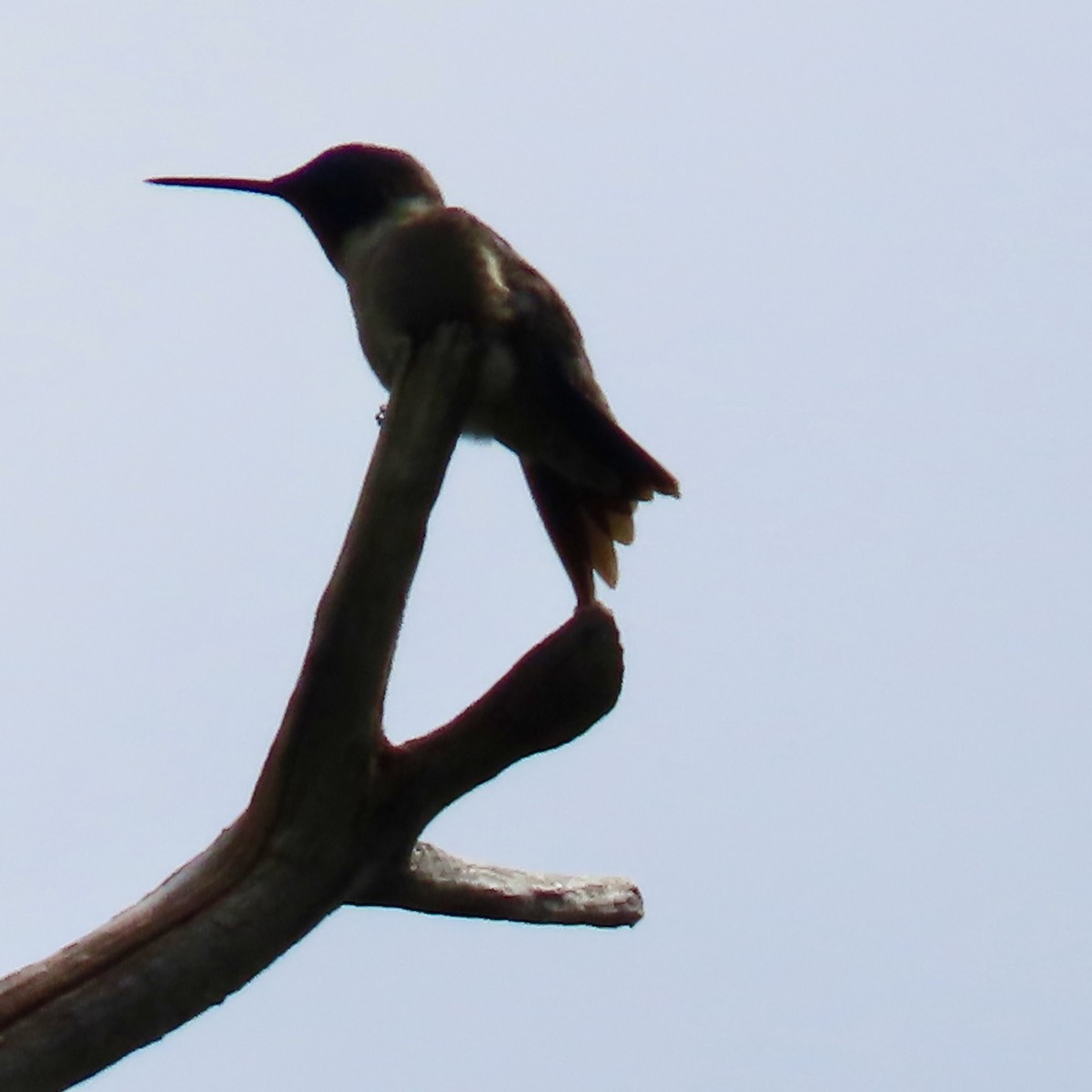 Ruby-throated Hummingbird - ML620824726