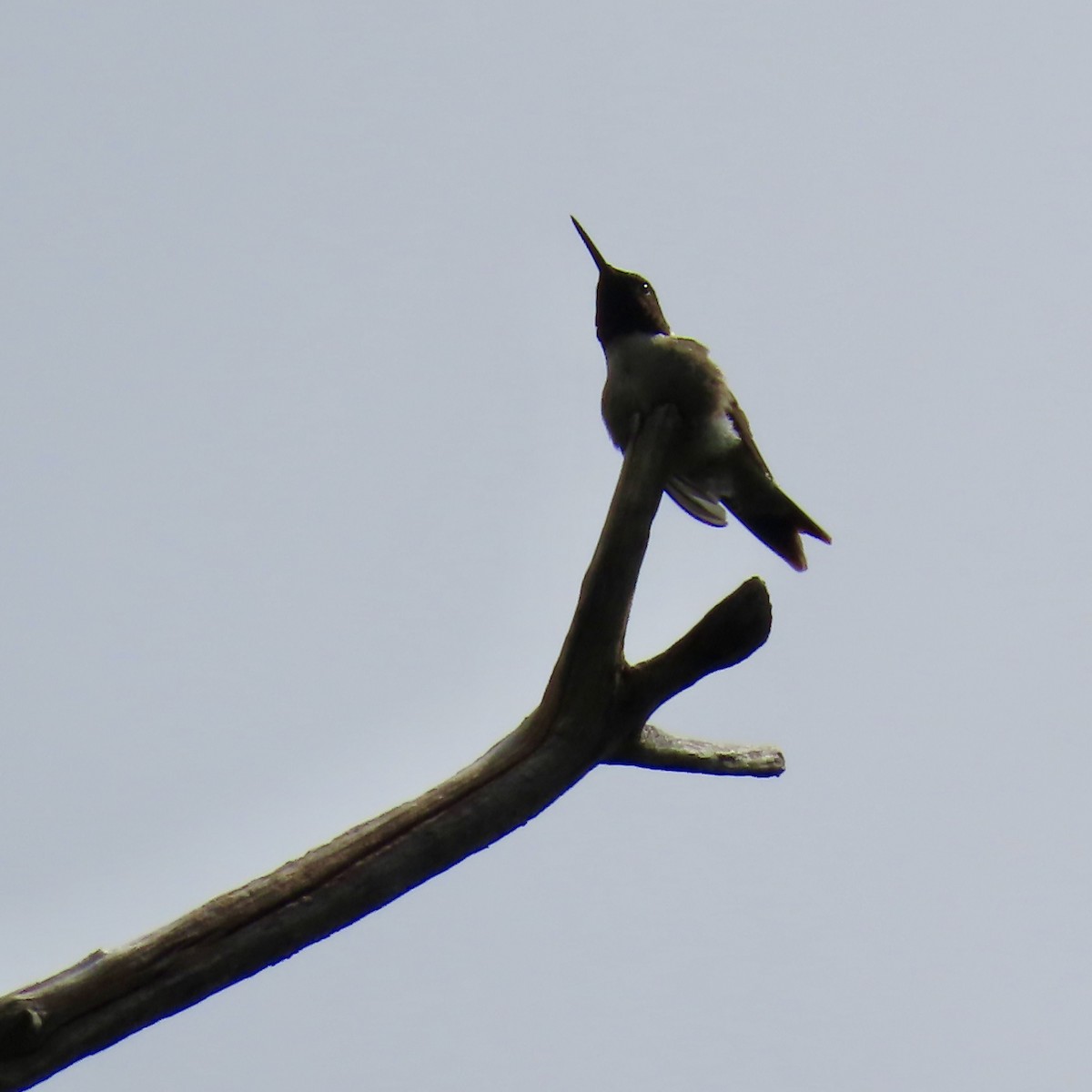 Ruby-throated Hummingbird - ML620824727