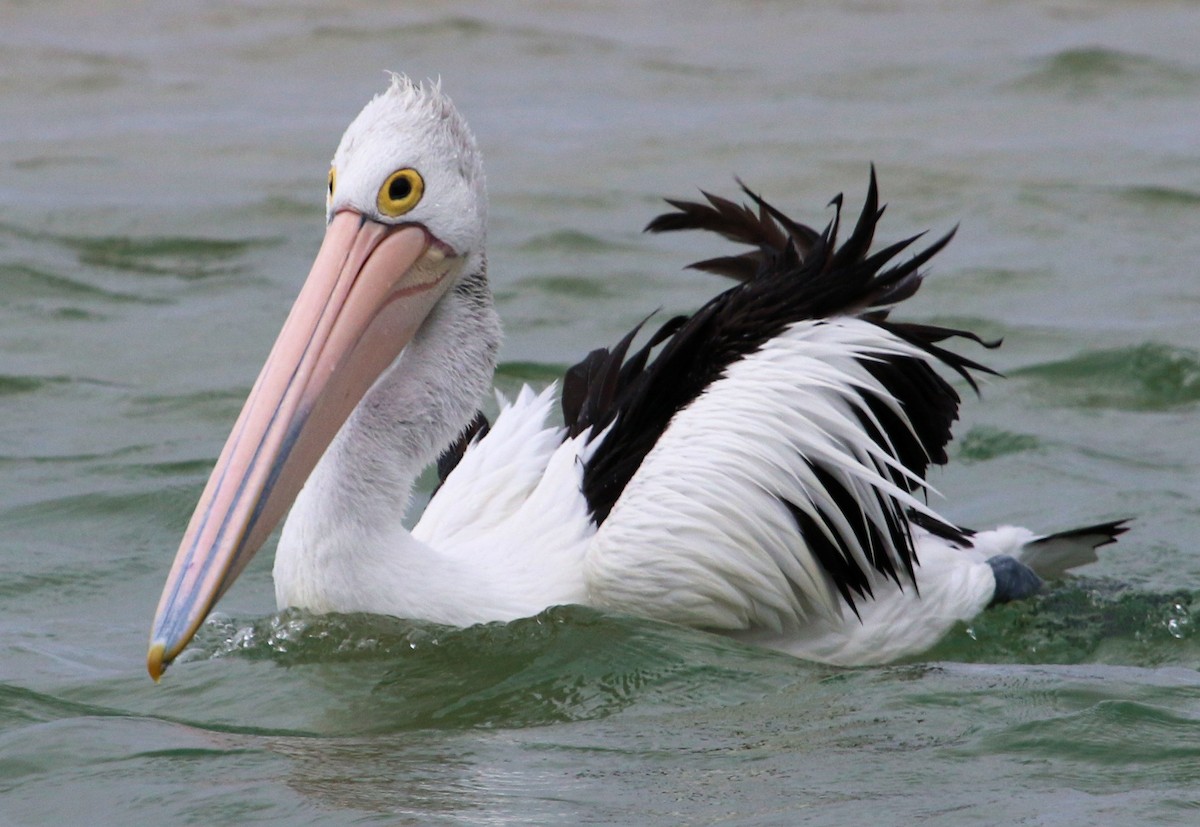 Australian Pelican - ML620824734