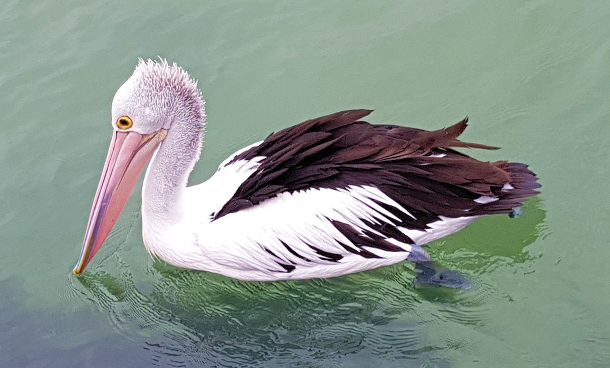 Australian Pelican - ML620824735