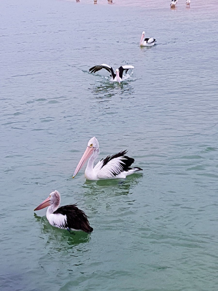 Australian Pelican - ML620824736