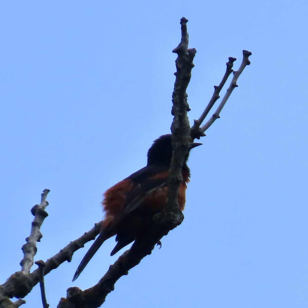 Orchard Oriole - ML620824742