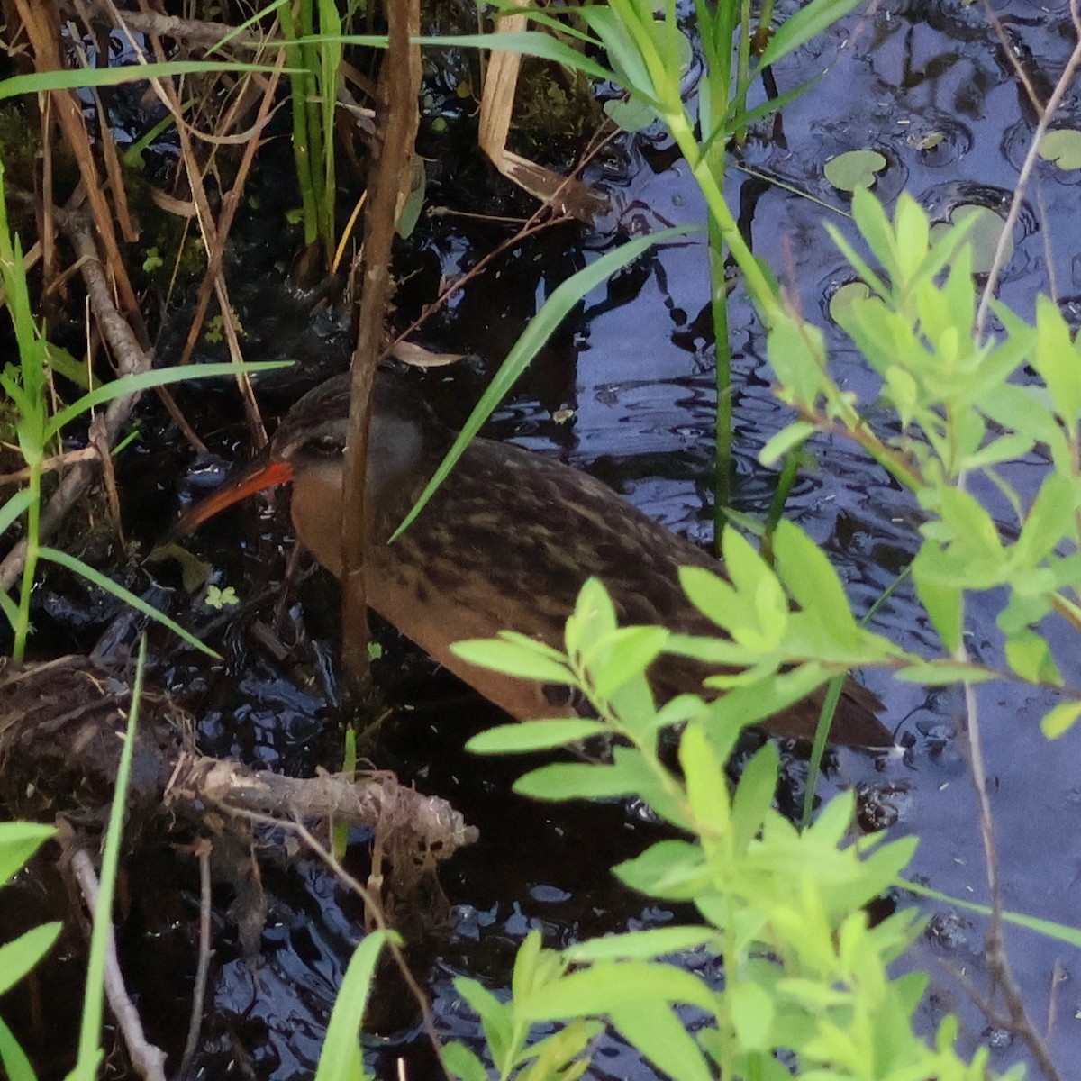 Virginia Rail (Virginia) - ML620824746