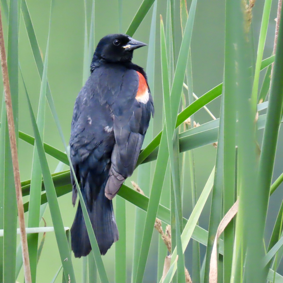 Red-winged Blackbird (Red-winged) - ML620824748