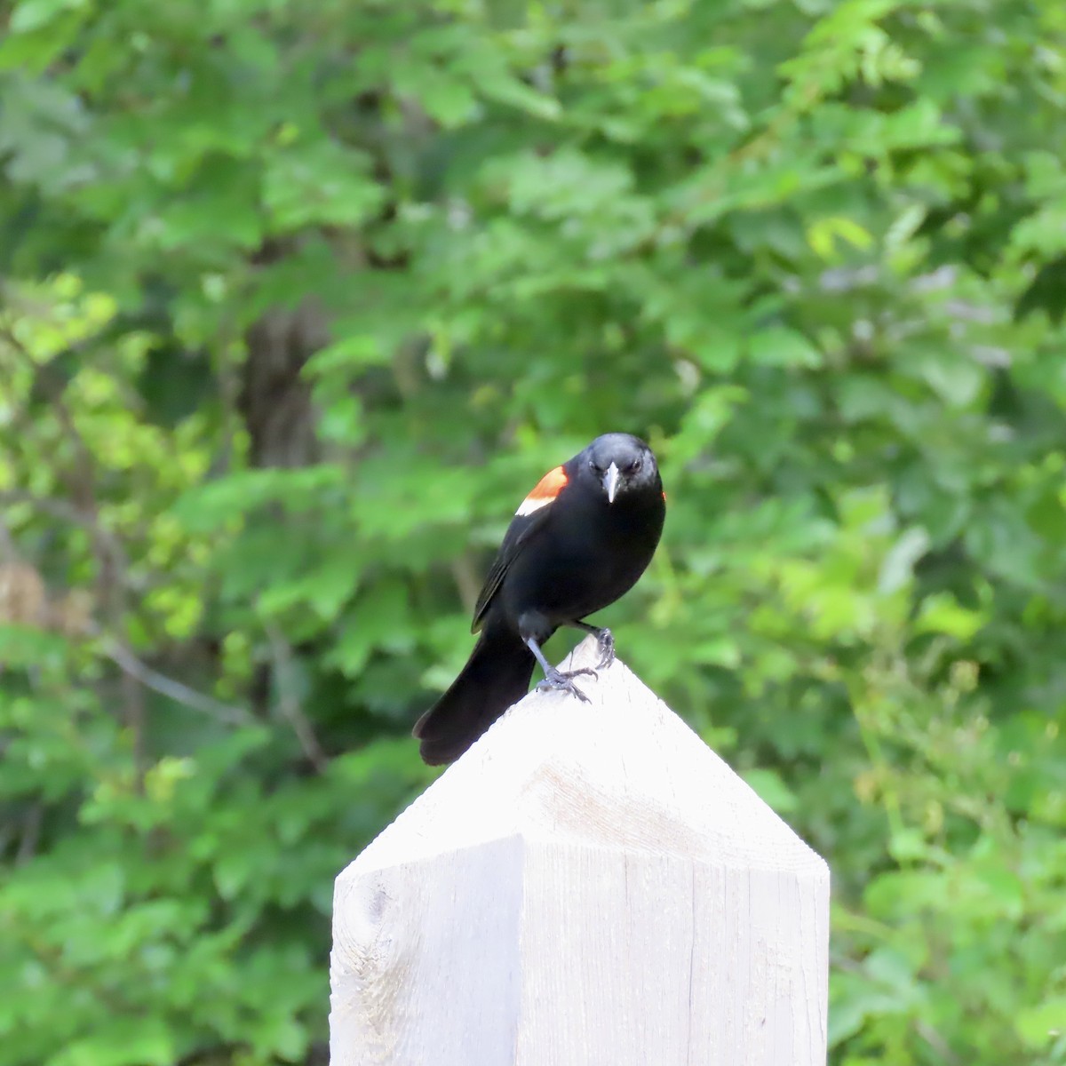 Red-winged Blackbird (Red-winged) - ML620824749