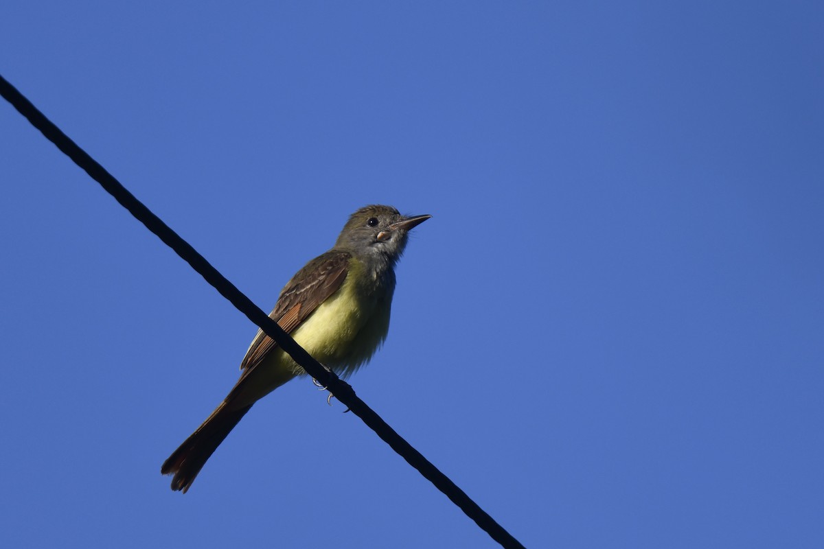 Great Crested Flycatcher - ML620824750