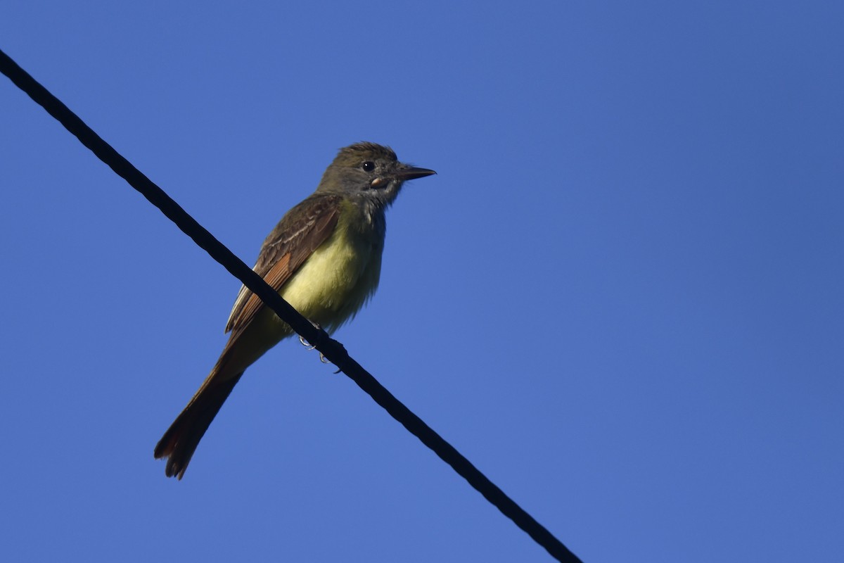 Great Crested Flycatcher - ML620824758