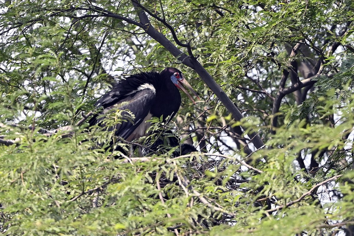 blåmaskestork - ML620824759