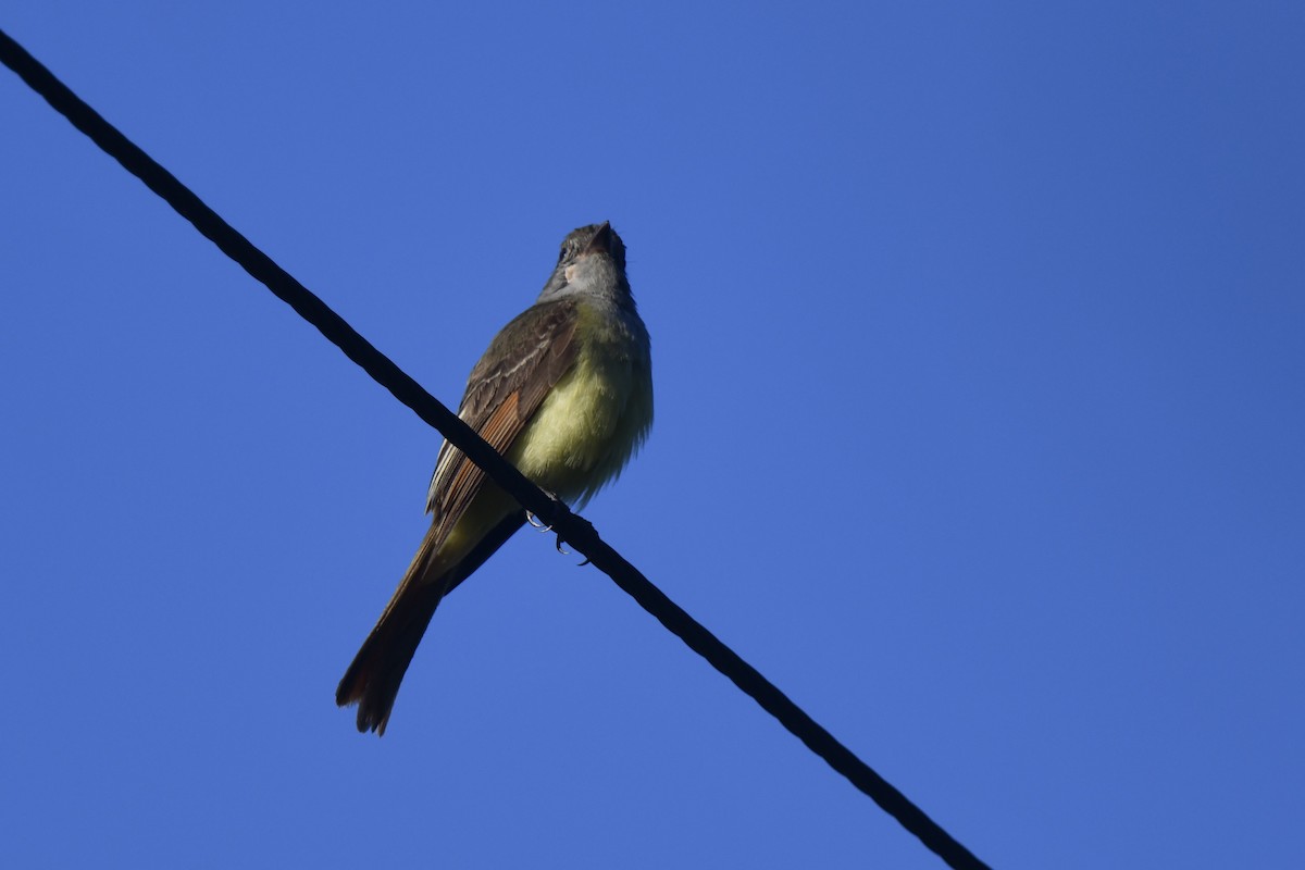 Great Crested Flycatcher - ML620824770