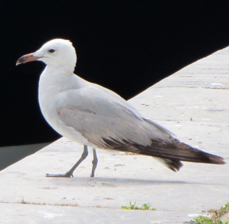 Audouin's Gull - ML620824774