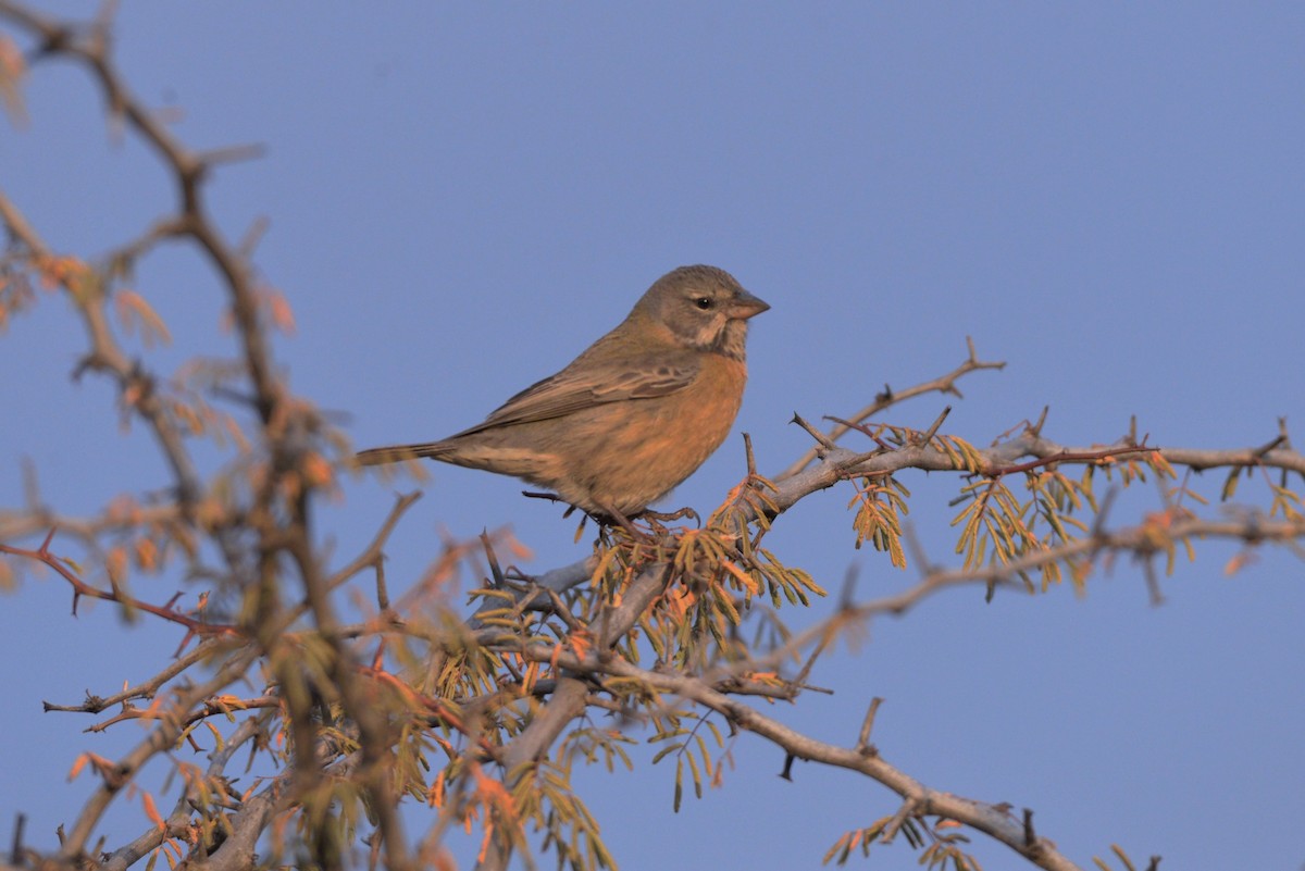 Gray-hooded Sierra Finch - ML620824779