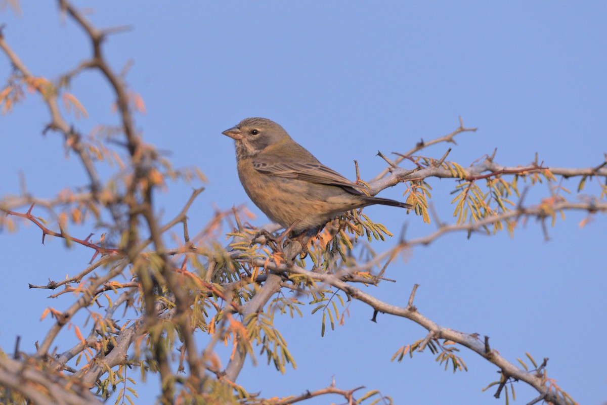 Gray-hooded Sierra Finch - ML620824781