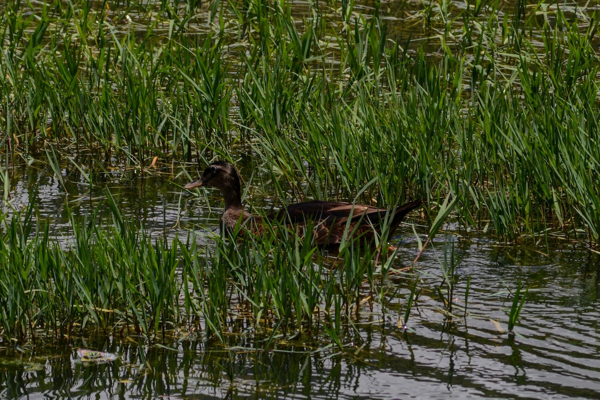 American Black Duck - Riccardo Errico