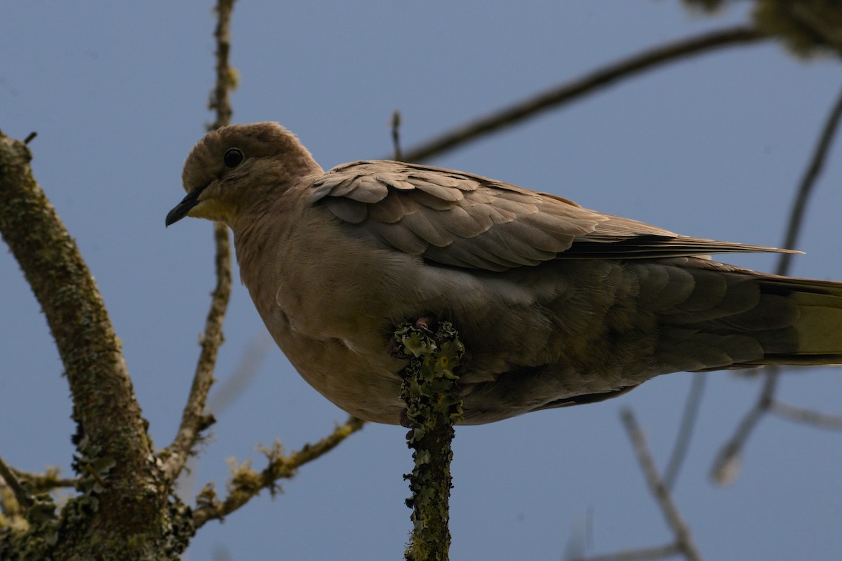 Eurasian Collared-Dove - ML620824788