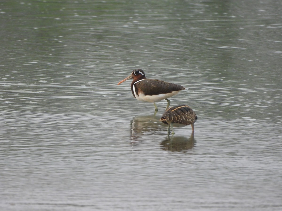 Greater Painted-Snipe - ML620824793