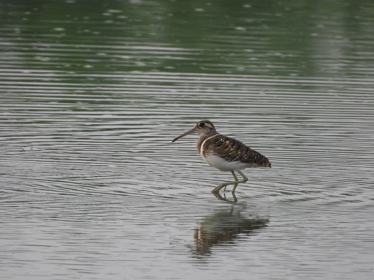 Greater Painted-Snipe - ML620824794