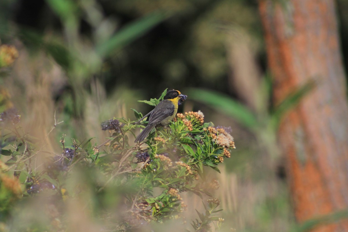 Pale-naped Brushfinch - ML620824806