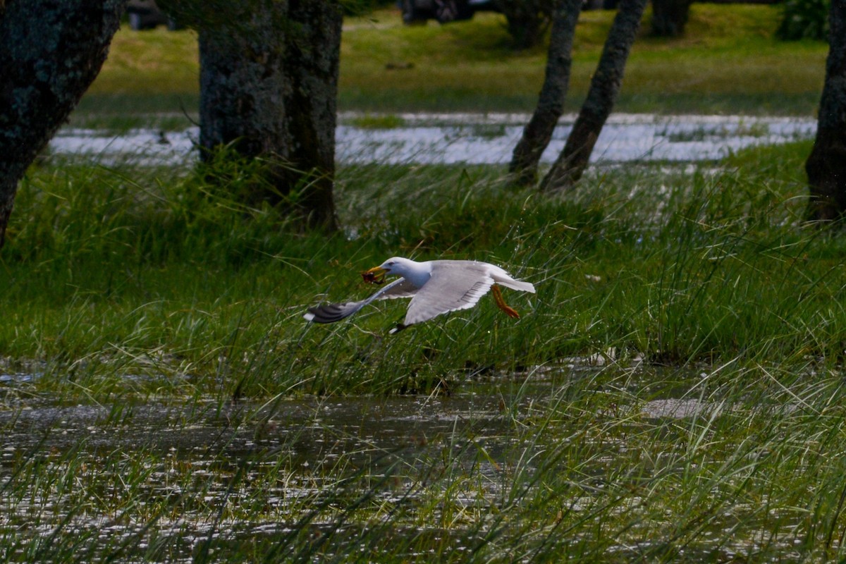 Yellow-legged Gull - ML620824807