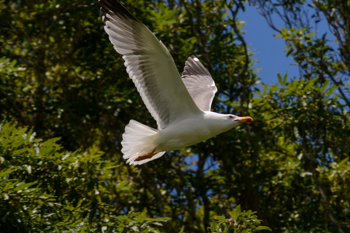 Yellow-legged Gull - ML620824811