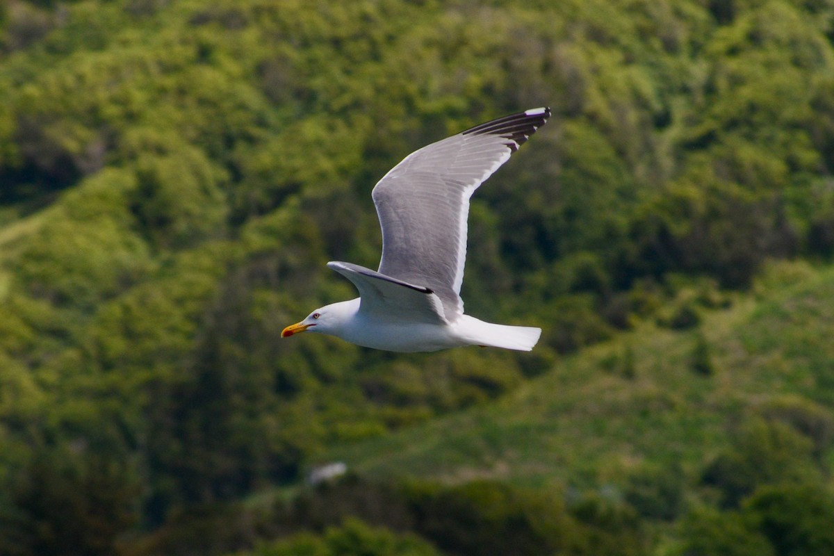 Yellow-legged Gull - ML620824812